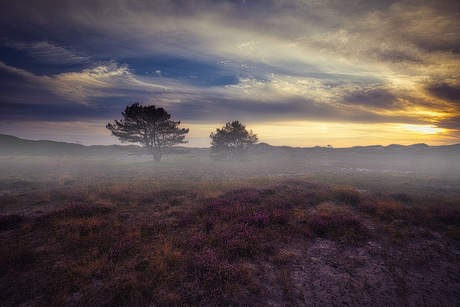 2 bomen op de paarse savanne