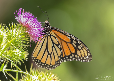 Monarchvlinder (Danaus plexippus)