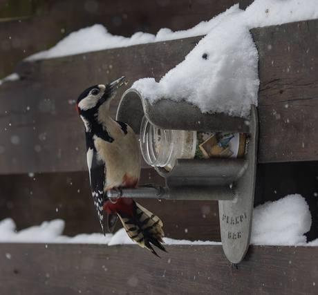 Grote Bonte Specht