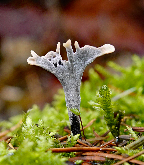 blijft altijd mooi om te vinden