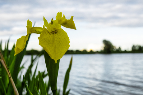 Iris aan de Maas