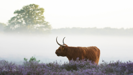 Schotse hooglander