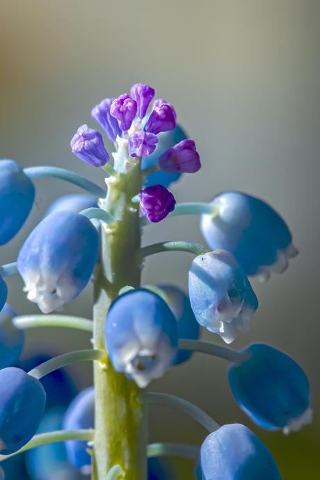 Blauwe druif