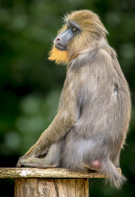 Mandrill vrouwtje