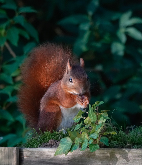 Eekhoorntje in de tuin!🐿