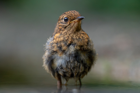 ~Robin~