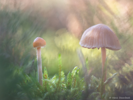 Mosklokjes in tegenlicht