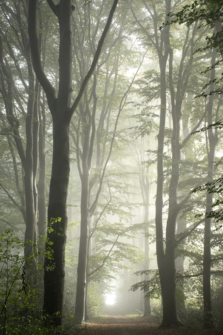 Mist op de Veluwe 