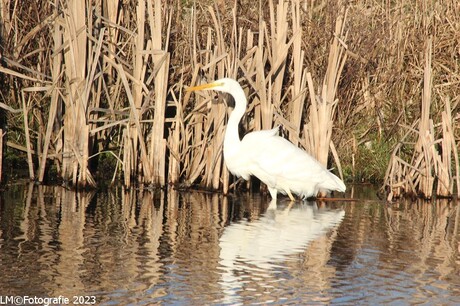 Zilver reiger.