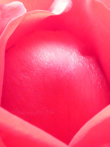  #summermacro      een mooie roos 