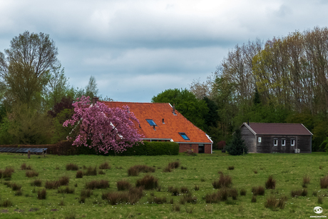 Lente