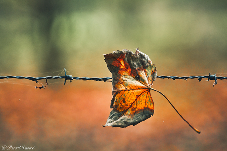 Tussen twee seizoenen 