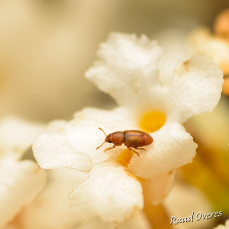 1000 soorten in de tuin