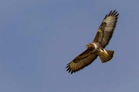 Spread your wings and ....