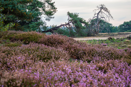 Heide in bloei op de Veluwe