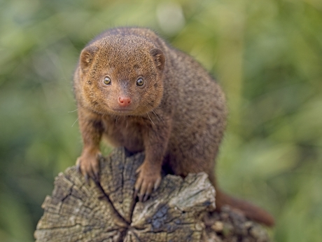 Dwerg mangoest