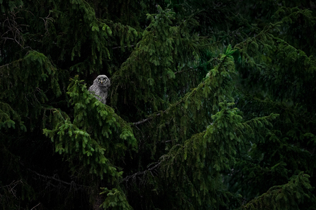 Uilskuiken in een dennenbos