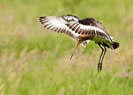 De grutto (Limosa limosa) 