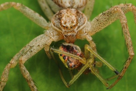 Renspin met prooi...