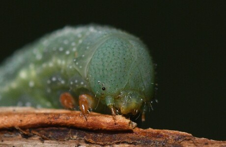 Close up van een rups van de Kolibrievlinder.