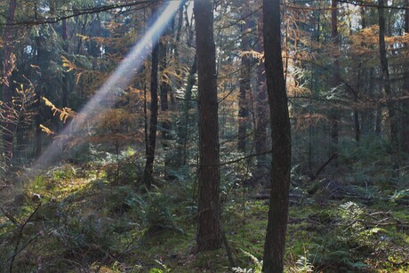 Autumn sunlight