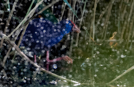 Purperkoet top of flop 