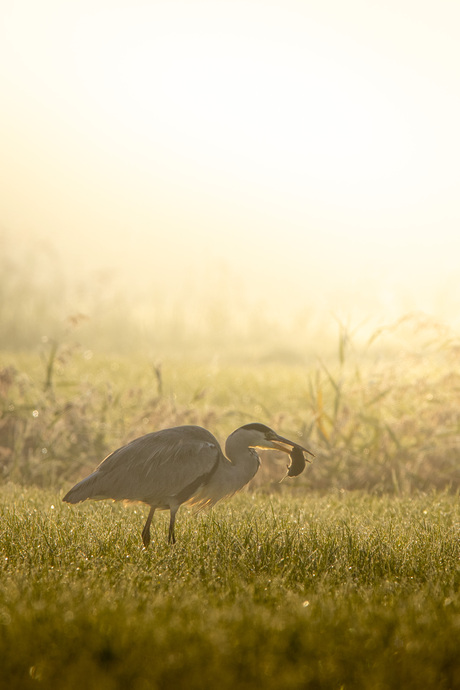 Wildlife Kardinge