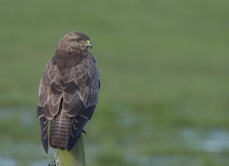 Buizerd…