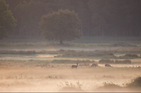 Herten in vroege ochtend