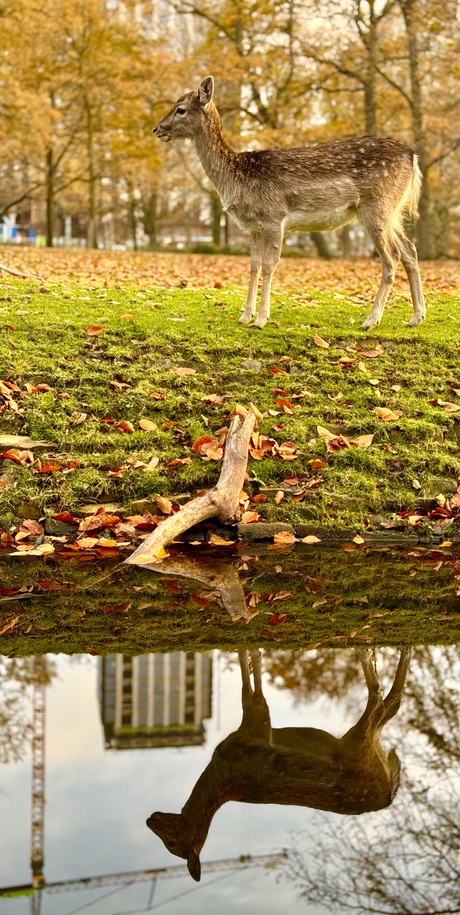 Symbolisch natuur v.s. stad