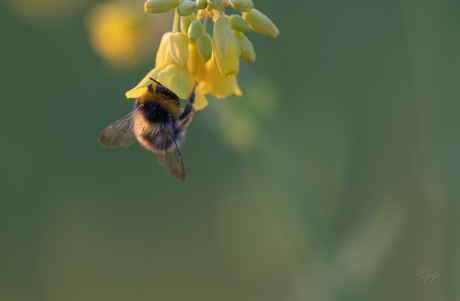 Hommel