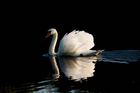 Zwaan in avondlicht