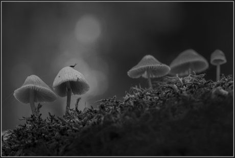 helmmycenas 5 op 1 rij