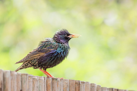 In mijn tuin