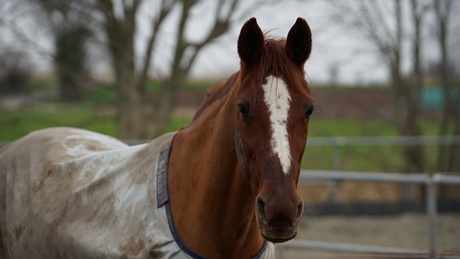 lenstest |Sigma 70-200 | F2.8