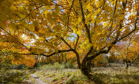 Fall colors