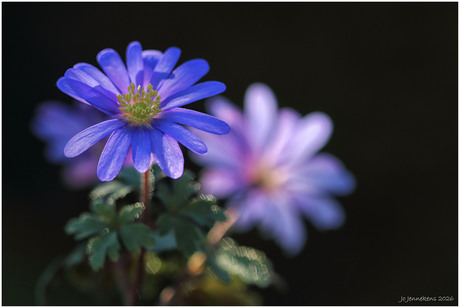 Een zonnig voorjaarsboeket!!!