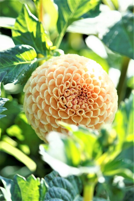 gele dahlia net een kerstbal zo mooi