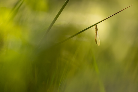 Hanging to dry