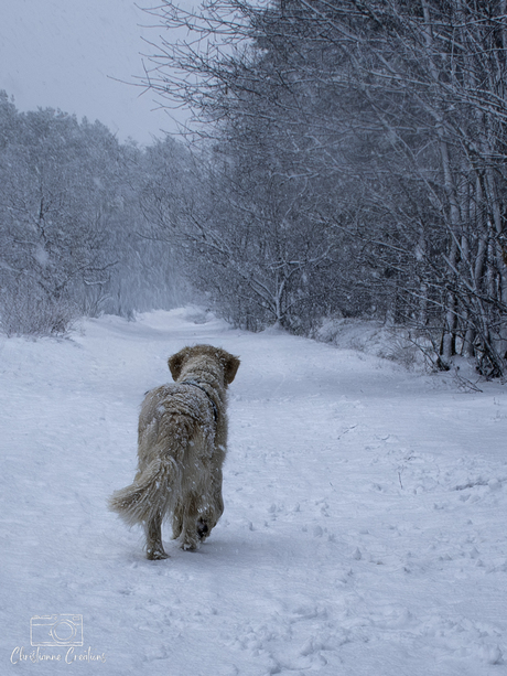 Pootafdrukken die richting geven