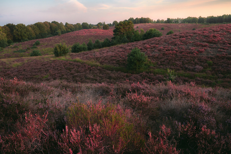 Een prachtige paarse heide op de Posbank