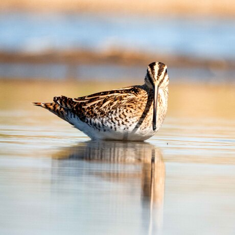 Watersnip