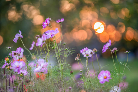 Herfstbloemen