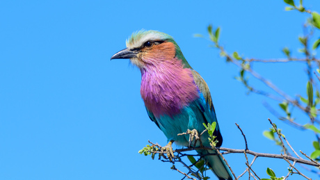 Lilac-Breasted Roller