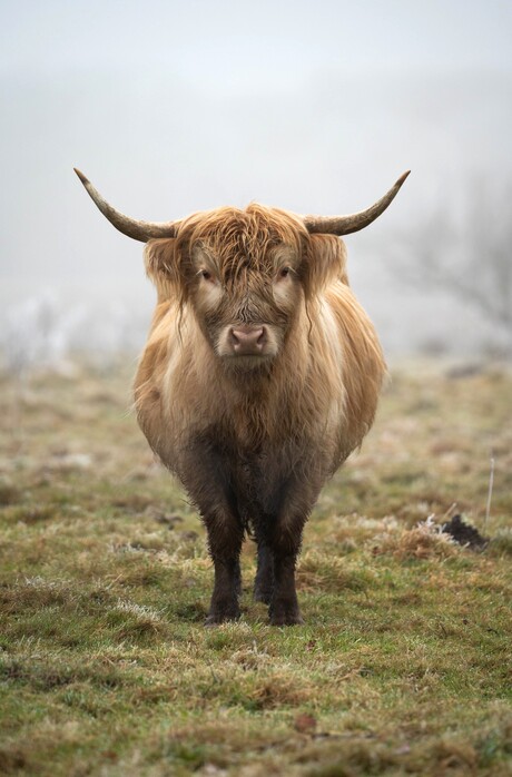 Schotse Hooglander