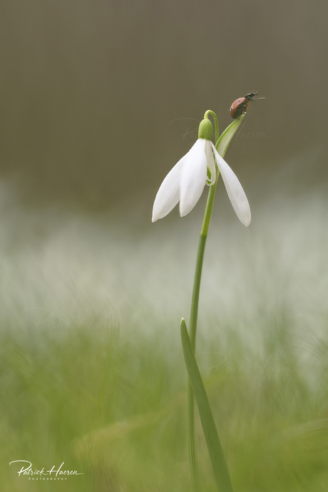 Sneeuwklokje heeft bezoek....