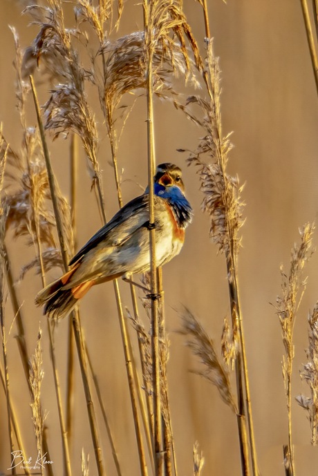 Het hoogste lied in de ochtendzon… 