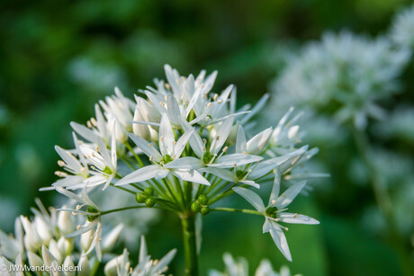 Daslook in de Savelsebos bij Gronsveld