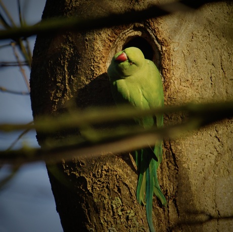 Vogels 