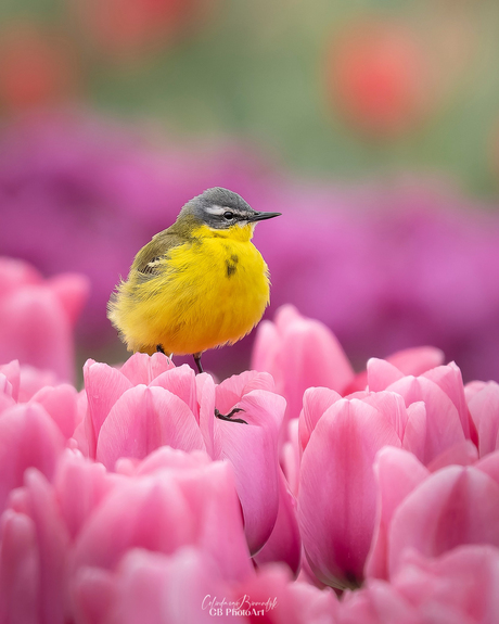 Gele kwikstaart tussen de tulpen